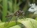 Dragonsfly.jpg