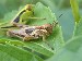 Grasshoppers.JPG