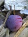TinyPlum.JPG